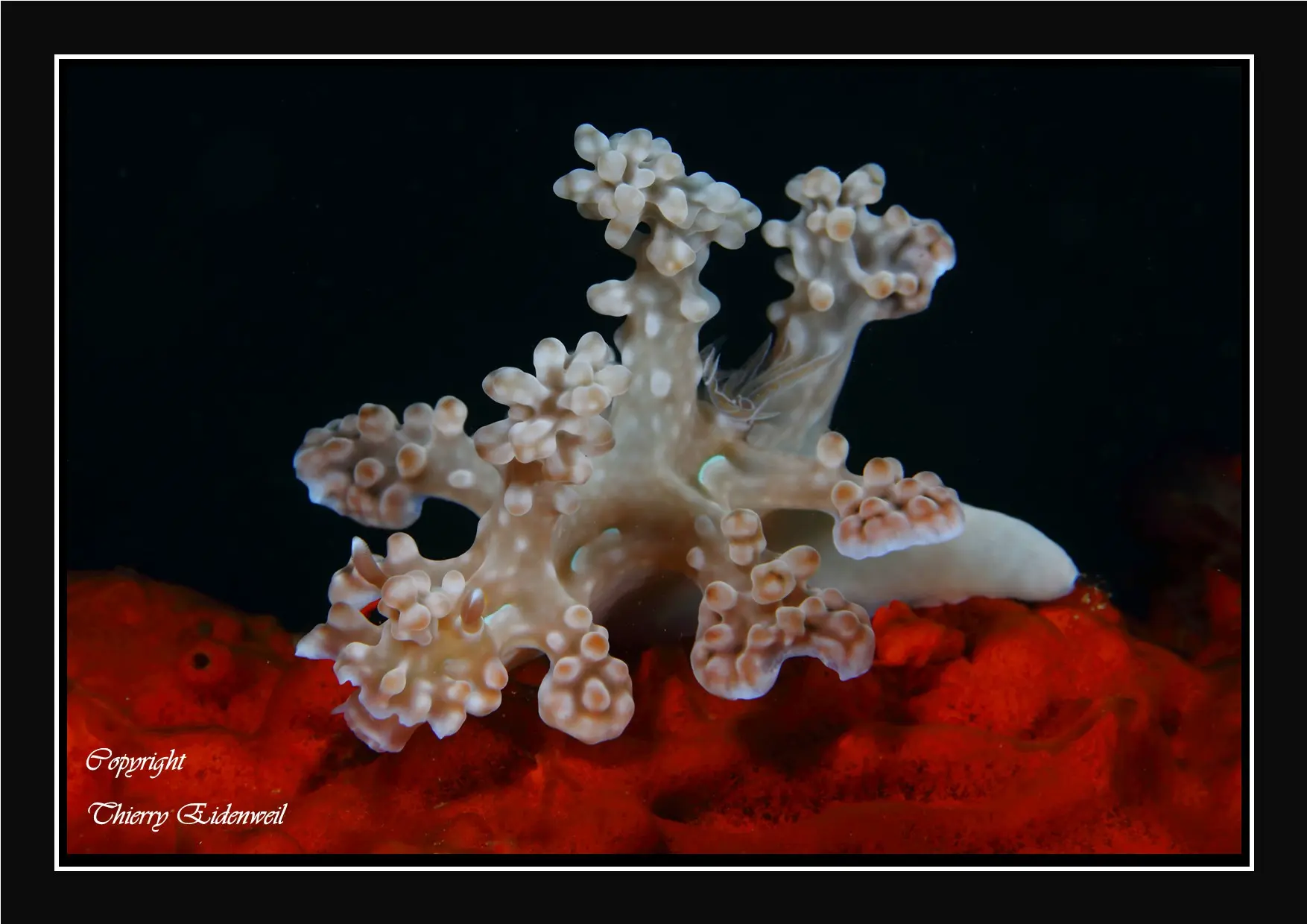Anilao Macro Dive Media Highlight